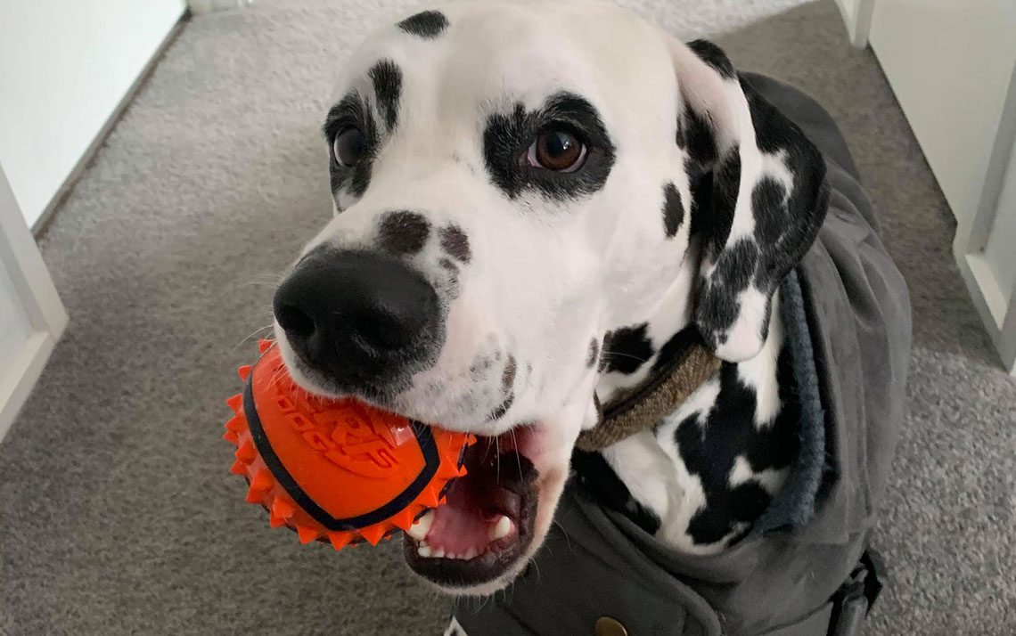 Dalmatian wearing a sweater and carrying orange ball with its mouth